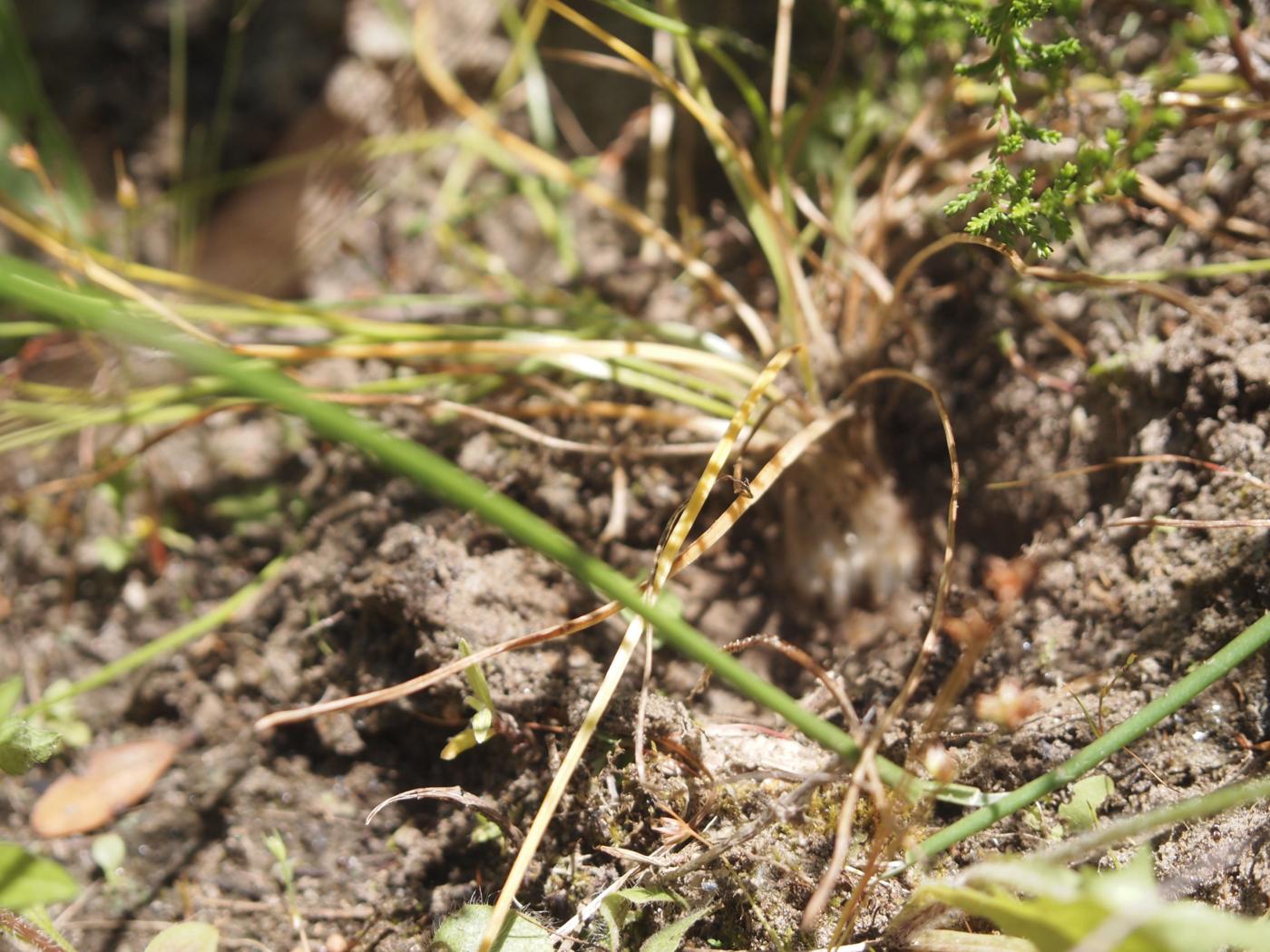 Quillwort of Durieu plant